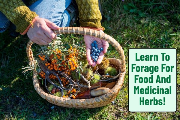 Foraging: Finding What You Need in the Wild 