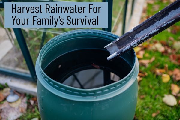 Rainwater Harvesting: The Basics 