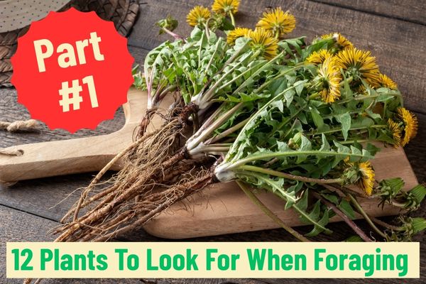 12 Plants To Look For When Foraging For Food And Healing Plants – Part 1 