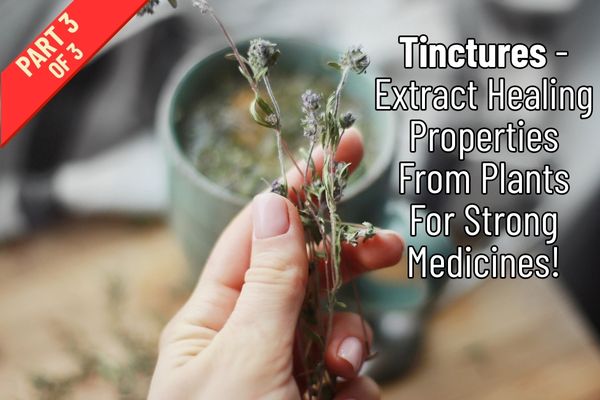 In Hot Water: The Guide to Healing Infusions, Part 3