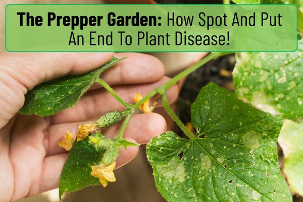 The Prepper Garden Part 2: Disease Recognition and Prevention 