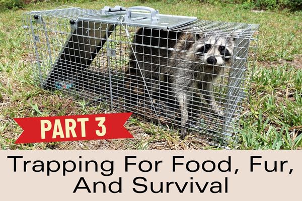 Trapping For Food, Fur And Survival, Part 3 Blog  
