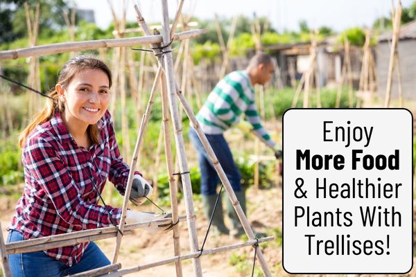 Trellises: How to Grow More Food in Less Space