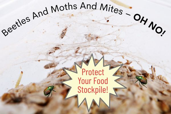 Your Food Stockpile vs. Bugs